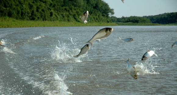 Asian Carp