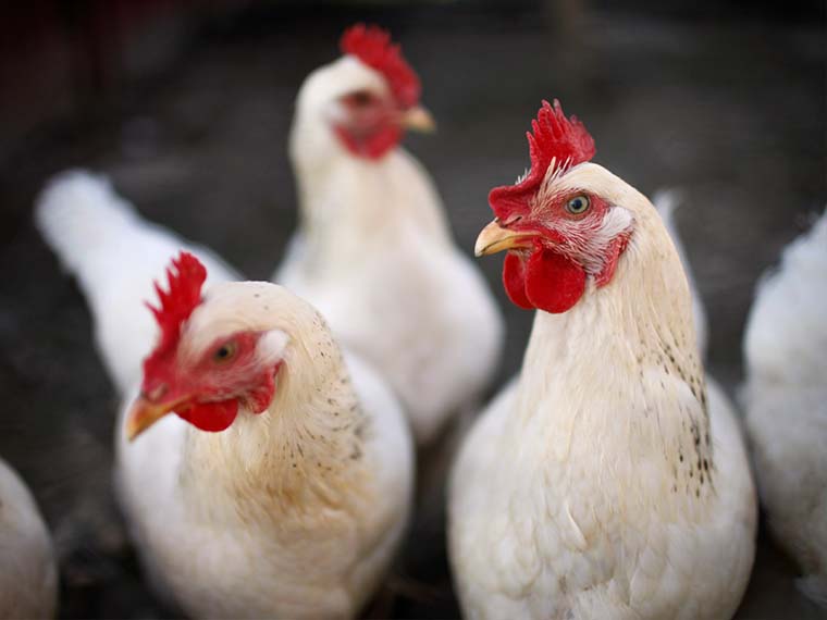 Avian Influenza