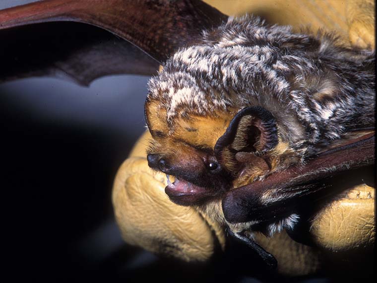 White-nose Syndrome