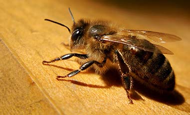 Africanized Honey Bees