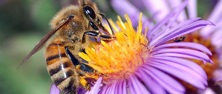 Africanized Honey Bees