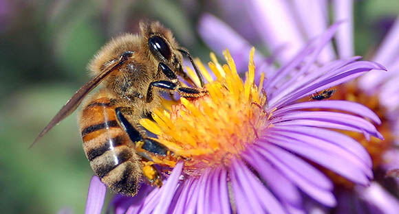 Africanized Honey Bees