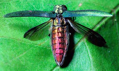 Emerald Ash borer