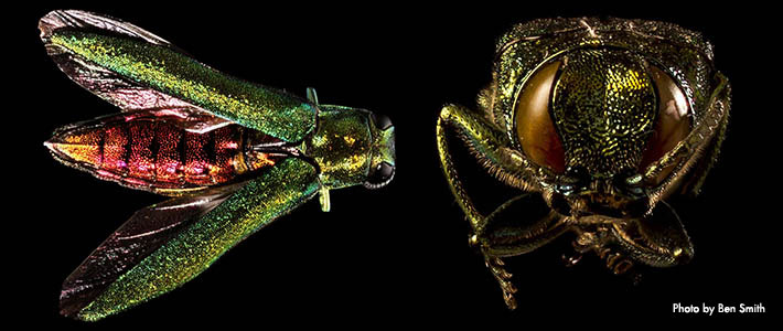 Emerald Ash Borer