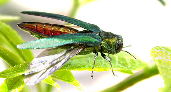 Emerald Ash Borer