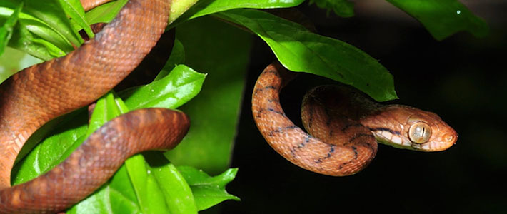 Brown Tree Snake Center For Human Wildlife Conflicts