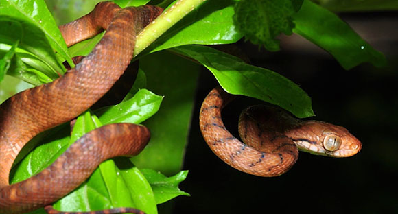 Brown Tree Snake