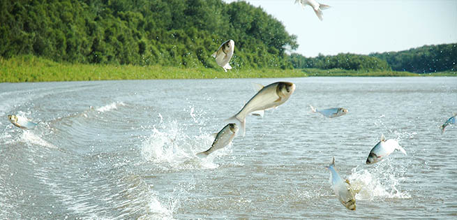 Asian Carp