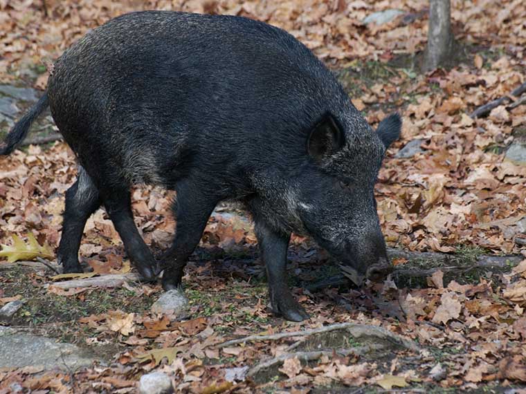 Feral Hog