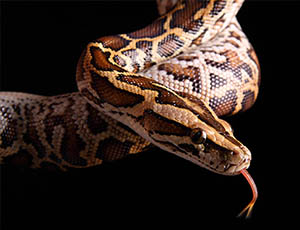 Burmese Python