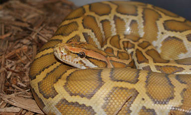 Burmese Python