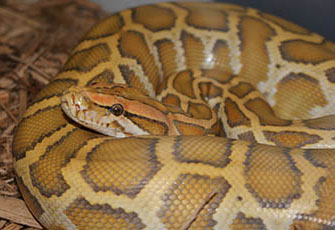 Burmese Python