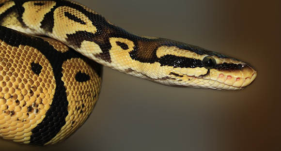 Burmese Python