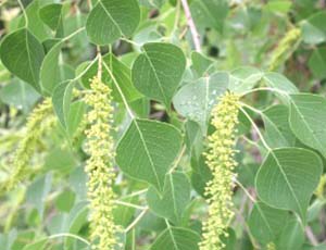 Chinese Tallow Tree