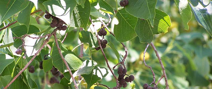 Chinese Tallow Tree