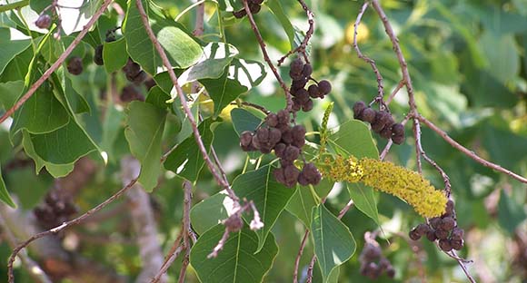 Chinese Tallow Tree